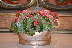 Red flower plant in bronze metal pot. Kalanchoe blossfeldiana, flaming katy, christmas kalanchoe, florist kalanchoe, madagascar wi