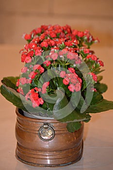 Red flower plant. Kalanchoe blossfeldiana, flaming katy, christmas kalanchoe, florist kalanchoe, madagascar widows-thrill. Bronze