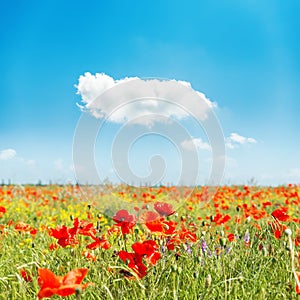 Red flower of poppies on field and blue sky