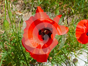 Red flower poppy in the green field