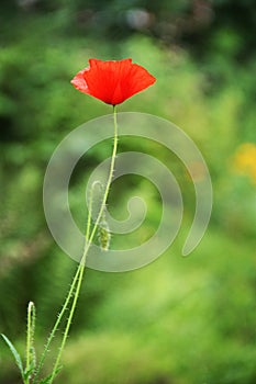 Red flower poppy green grass