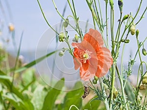 Red flower of Poppy, Papaver, blossom in wild macro, selective focus, shallow DOF