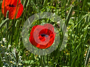 Red flower of Poppy, Papaver, blossom in wild macro, selective focus, shallow DOF