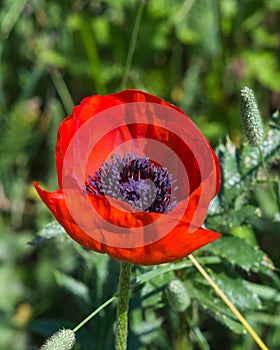 Red flower of Poppy, Papaver, blossom in wild macro, selective focus, shallow DOF
