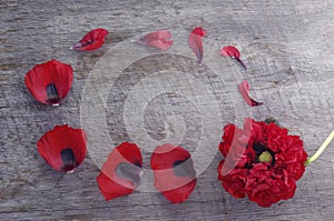Red flower poppy petals frame on rustic wooden background with copy space