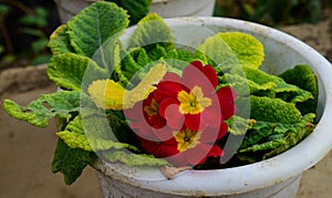 Red flower in pot in garden