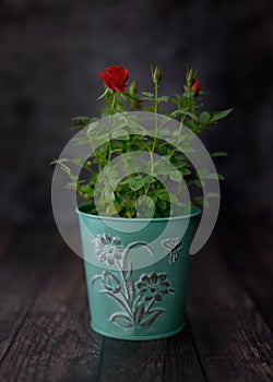 Red flower in a pot, rustic style