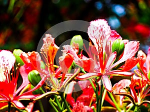 Red flower radiant beautiful perfect. photo