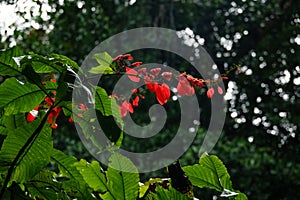 Red tropical flower at Asa Wright Nature Centre In Trinidad and Tobago photo