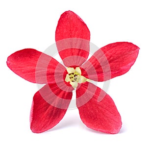 Red flower of Rangoon creeper on white background