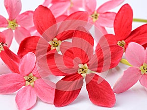 Red flower of Rangoon creeper on white background