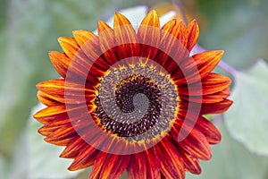 Red Flower, Red Sunflower, Moulin Rouge, Prado red sunflowers