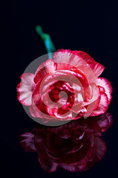 Red flower reflection on dark surface