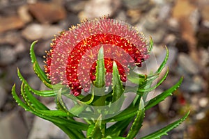 Red flower rhodiola kirilowii