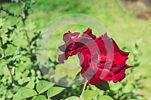 Red flower of a rose. Beautiful nature scene with blooming red flower of a rose/Beautiful red Rose blooming in summer garden