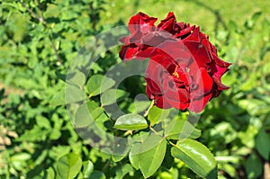 Red flower of a rose. Beautiful nature scene with blooming red flower of a rose/Beautiful red Rose blooming in summer garden