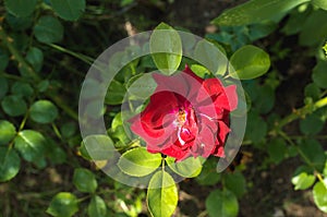 Red flower of a rose. Beautiful nature scene with blooming red flower of a rose/Beautiful red Rose blooming in summer garden