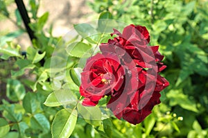 Red flower of a rose. Beautiful nature scene with blooming red flower of a rose/Beautiful red Rose blooming in summer garden