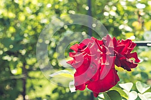 Red flower of a rose. Beautiful nature scene with blooming red flower of a rose/Beautiful red Rose blooming in summer garden