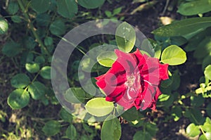 Red flower of a rose. Beautiful nature scene with blooming red flower of a rose/Beautiful red Rose blooming in summer garden