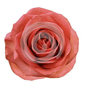 Red flower rose on white isolated background with clipping path. no shadows. Closeup. For design.