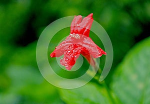 Red flower of Ruellia elegans, or Red Ruellia