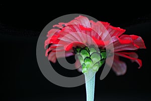 Red flower`s petals and green sepals on black background