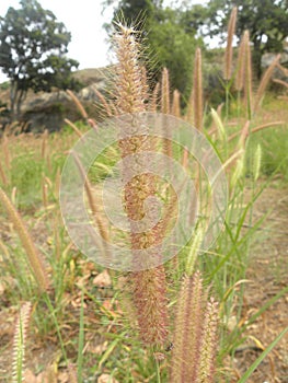 Red flower and seeds of Crimson Fountain grass