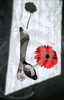 Red flower and shade