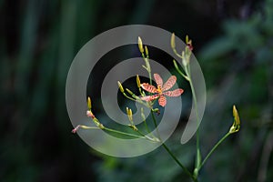 A red flower is in the shade of the forest