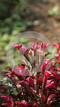 red flower shoots for roadblocks or fish pond decorations photo