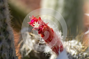 Red flower of a silver torch cactus cleistocactus strausii photo