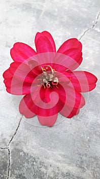 Red flower
