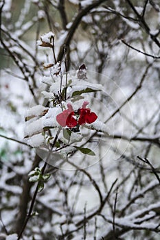 Red flower snow