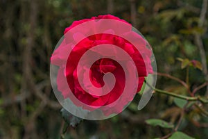 Red flower in the solitude of the garden