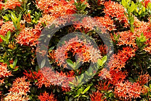 Red flower spike, Rubiaceae flower, Ixora coccinea