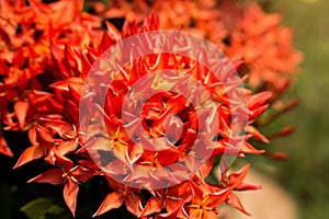 Red flower spike, Rubiaceae flower, Ixora coccinea