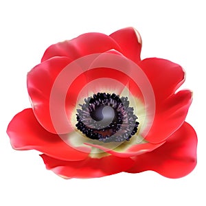 Red flower spring blossom