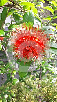 Red Flower in sri lanka