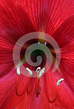 Red Flower Stamen