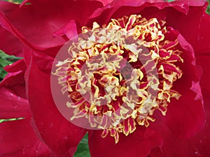 Red Flower and Stamen in May