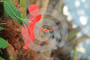 Red flower with stamen and stigmas