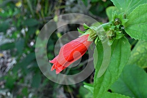 Red Flower on Stem with Flower Buds.