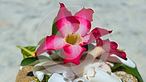 Red flower on the stown