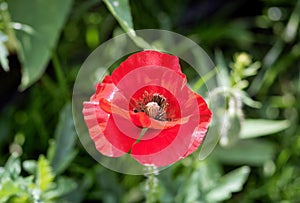 Red flower summer flora sun beautiful flowers