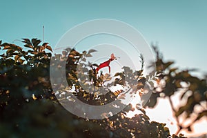 Red flower with sunset and clear sky photo
