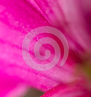 Red flower . super macro