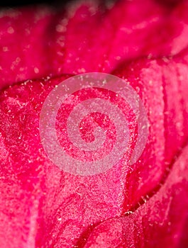 Red flower . super macro