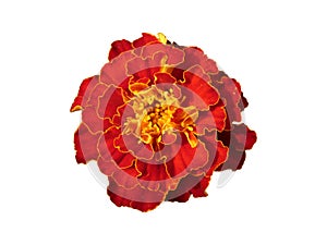 Red Flower Tagetes Patula Isolated