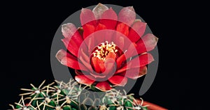 Red Flower Timelapse of Blooming Cactus Opening